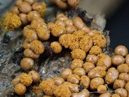 Attēlu rezultāti vaicājumam “Trichia scabra”