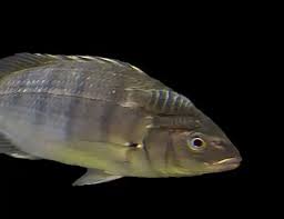 Image result for Lithognathus lithognathus