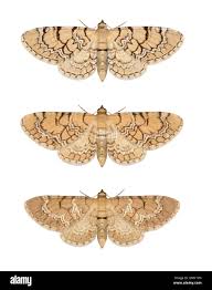 Attēlu rezultāti vaicājumam “Eupithecia venosata”