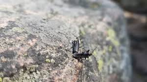 Attēlu rezultāti vaicājumam “Cantharis obscura”