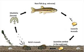 Attēlu rezultāti vaicājumam “Unio crassus”