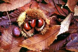 Attēlu rezultāti vaicājumam “Castanea sativa  fruit”