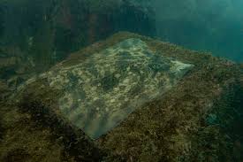 Image result for Raja straeleni