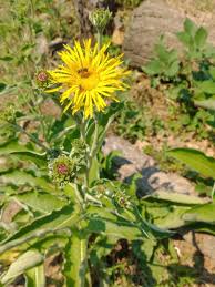 Attēlu rezultāti vaicājumam “Inula helenium leaf”