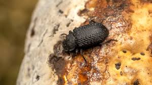 Attēlu rezultāti vaicājumam “Bolitophagus reticulatus”