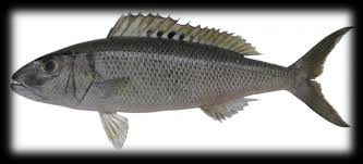 Image result for Aprion virescens