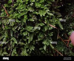 Attēlu rezultāti vaicājumam “Plagiothecium denticulatum”