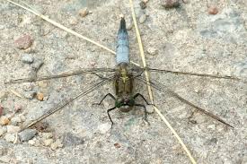 Attēlu rezultāti vaicājumam “Orthetrum cancellatum”