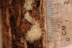 Attēlu rezultāti vaicājumam “Mucronella bresadolae”