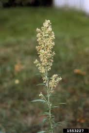 Attēlu rezultāti vaicājumam “Artemisia vulgaris flower”