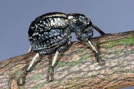 Image result for Brachycerus undatus