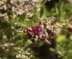 Attēlu rezultāti vaicājumam “Chenopodium polyspermum fruit”