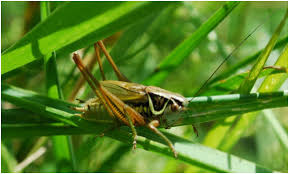 Attēlu rezultāti vaicājumam “Metrioptera roeselii”