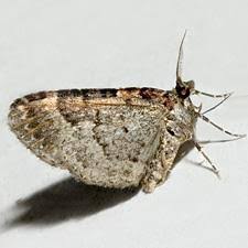 Attēlu rezultāti vaicājumam “Xanthorhoe ferrugata”