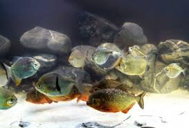 Image result for Prestatyn Piranhas