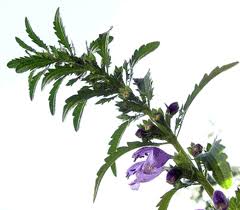 Image result for Dracocephalum moldavicum