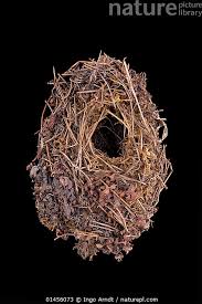 Attēlu rezultāti vaicājumam “Troglodytes troglodytes nest”