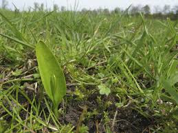 Attēlu rezultāti vaicājumam “Ophioglossum vulgatum”