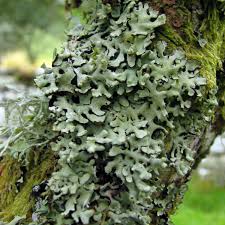 Attēlu rezultāti vaicājumam “Hypogymnia physodes”