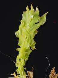 Attēlu rezultāti vaicājumam “Plagiomnium cuspidatum sporophyte”