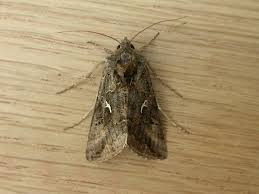 Attēlu rezultāti vaicājumam “Autographa gamma”