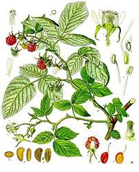 Attēlu rezultāti vaicājumam “Rubus idaeus”