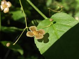 Attēlu rezultāti vaicājumam “Euonymus verrucosus fruit”