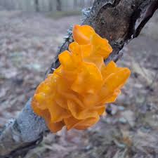 Attēlu rezultāti vaicājumam “Tremella mesenterica”