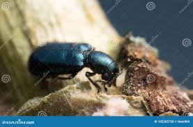 Attēlu rezultāti vaicājumam “Korynetes caeruleus”