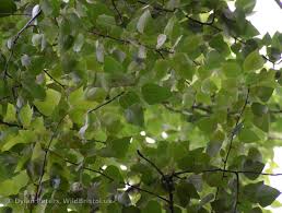 Attēlu rezultāti vaicājumam “Populus laurifolia”