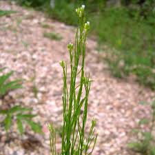 Attēlu rezultāti vaicājumam “Arabis hirsuta flower”