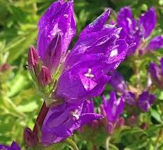 Image result for Campanula isophylla
