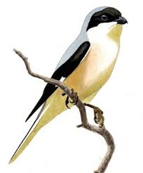 Image result for Lanius minor