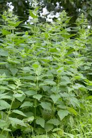 Attēlu rezultāti vaicājumam “Urtica dioica”