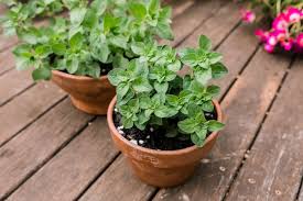 Image result for Oregano