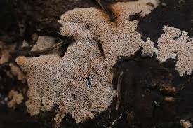 Attēlu rezultāti vaicājumam “Elmerina caryae”