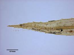 Attēlu rezultāti vaicājumam “Pohlia elongata”
