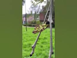Attēlu rezultāti vaicājumam “Fraxinus excelsior Pendula bud”