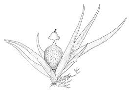 Attēlu rezultāti vaicājumam “Ephemerum serratum”