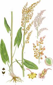 Attēlu rezultāti vaicājumam “Rumex acetosa flower”