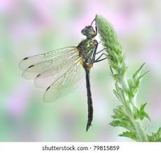 Attēlu rezultāti vaicājumam “Somatochlora flavomaculata”