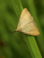Attēlu rezultāti vaicājumam “Polypogon tentacularius”