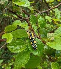 Attēlu rezultāti vaicājumam “Saperda scalaris”