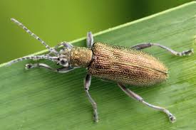 Attēlu rezultāti vaicājumam “Donacia clavipes”