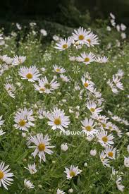 Image result for Leucanthemella serotina