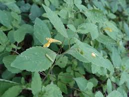 Attēlu rezultāti vaicājumam “Impatiens noli-tangere”