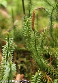 Attēlu rezultāti vaicājumam “Lycopodium annotinum”