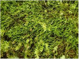 Attēlu rezultāti vaicājumam “Jungermannia sphaerocarpa”