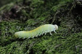 Attēlu rezultāti vaicājumam “Cimbex femoratus”