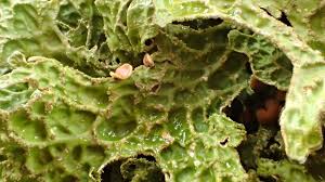 Attēlu rezultāti vaicājumam “Thelopsis rubella”